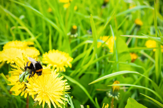 Bumblebee on yellow blooming dandelions in lower left corner of picture, among green grass, close-up.