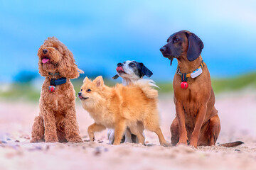 dogs on the beach