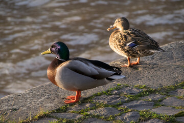 Stockente (Anas platyrhynchos), Pärchen, an Ufer sitzend