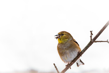 American Goldfinch (Spinus tristus)on a branch eating a seed