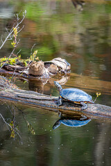 Painted Turtle (Chrysemys picta) sunning on a log in a pond