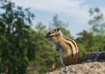 Beautiful chipmunk living in the forest