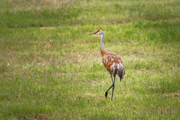 Sandhill Crane (Antigone canadensis) standing in a grassy field