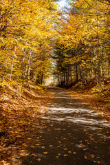 Fototapeta premium Nature Hiking Trail in Autumn in Sunshine Lined with Yellow Trees
