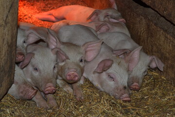 cute pink piglets are sleeping in the barn on the hay against the background of soft dim light