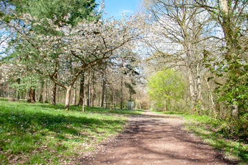 Obraz premium Summertime in the forest.