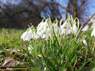 Schneegl&ouml;ckchen