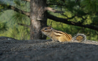 Beautiful chipmunk living in the forest
