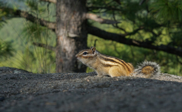 Beautiful chipmunk living in the forest - Powered by Adobe