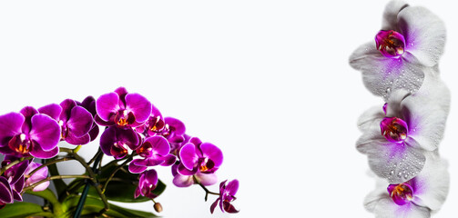 Fototapeta na wymiar Bright composition of beautiful orchid flowers on a light background. Floral decor. Natural floral background