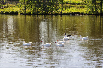 Geese swim on a quiet lake
