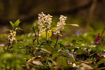 Hollowroot, Corydalis cava. Corydalis cava is spring flowers . White  corydalis flowers in garden on early spring