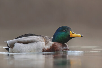 Fototapeta premium Stockente im See