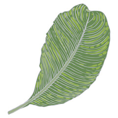 Tropical exotic plant leaf, Peace Lily or Sensation plant. Leaves of Araceae house plant. Vector.