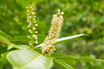 White wild flower blooming and budding. Green blurred background from leaf’s tree. Drop of petals arranged on stem. Selective focusing