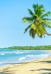 Background landscape of Thai palm trees on a sandy wild beach. A beautiful coconut tree hangs over the blue sea waves. Sunny day in the blue lagoon of Thailand.