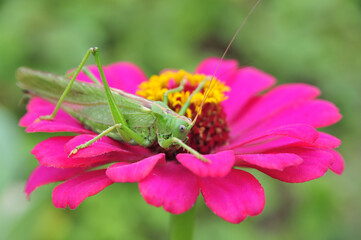 Green grasshopper on a pink flower