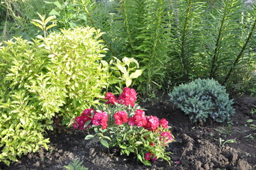 Garden flowers 