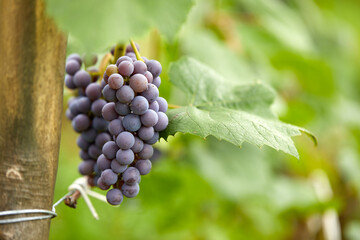 blue grape in the garden