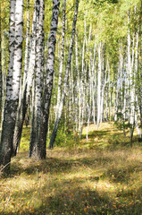birch grove on a sunny day