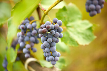 blue grape in the garden