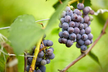 blue grape in the garden