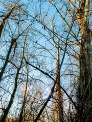 Obraz premium trees and sky