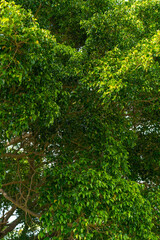Bright background of green tree leaves. Brown tree branches with green leaves. Summer tropical garden on a sunny morning. Tropical plant close up.