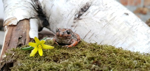 Red ground toad in the garden. Beautiful ground frog. Frogs and toads in the wild. Amphibious frogs and toads.