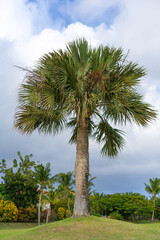 Fototapeta premium Green date palm on a grassy lawn against a blue cloudy sky. Tropical trees in the summer park. Beautiful exotic plants.