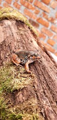 Red ground toad on a log. Beautiful ground frog. Frogs and toads in the wild. Amphibious frogs and toads.