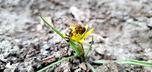 Bees collect the nectar of snowdrops. First spring blue flowers and bees. Beautiful spring nature. Flower and bee. Spring flowers.