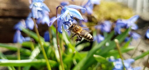 Bees collect the nectar of snowdrops. First spring blue flowers and bees. Beautiful spring nature. Flower and bee. Spring flowers.
