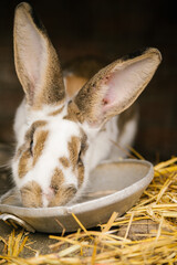 A white rabbit with brown spots is sitting in a cage. Winter time of the year.