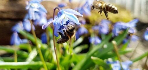 Bees collect the nectar of snowdrops. First spring blue flowers and bees. Beautiful spring nature. Flower and bee. Spring flowers.