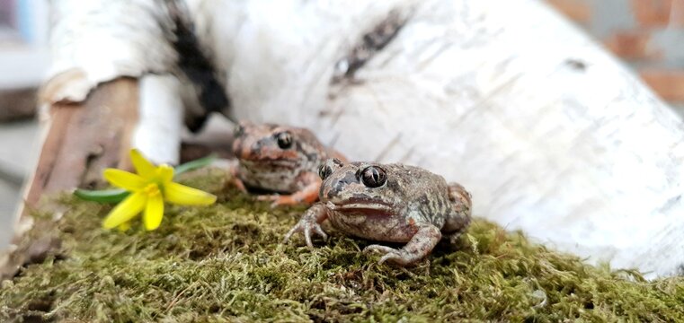 cute baby toads