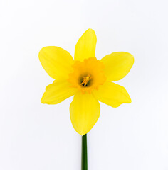 Cute bright yellow daffodils isolated on white background.