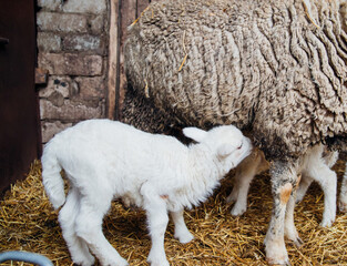 Fototapeta premium Lambs drink milk from their mother.Livestock. The ranch. Animal husbandry.Agriculture, sheep breeding.