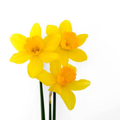 Fototapeta na wymiar Cute bright yellow daffodils isolated on white background.