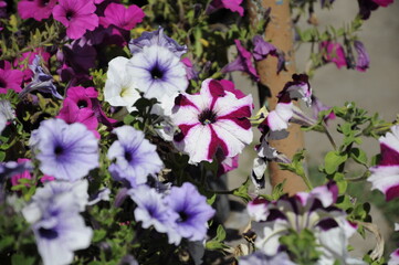 Garden flowers 