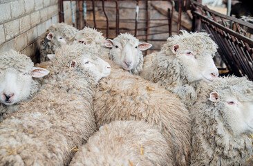 A home farm for the production of wool. Livestock. The ranch.A group of sheep is standing in a barn.