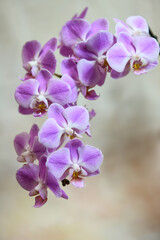 Fototapeta na wymiar phalaenopsis orchid with many blooms on a multicolor background