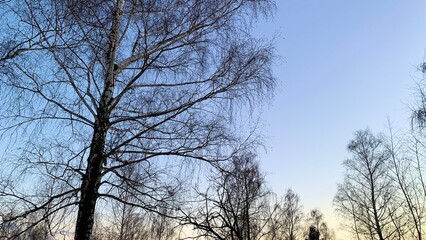 Early sunset in cold weather, winter blue sky with lifeless trees and dry branches