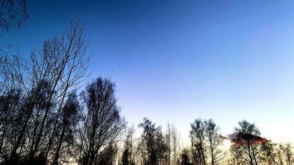Early sunset in cold weather, winter blue sky with lifeless trees and dry branches