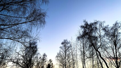 Early sunset in cold weather, winter blue sky with lifeless trees and dry branches