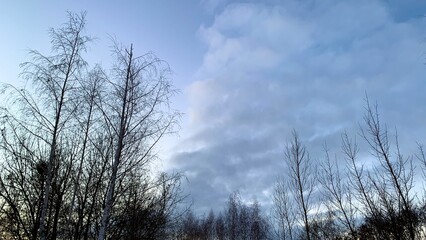 Early sunset in cold weather, winter blue sky with lifeless trees and dry branches