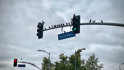 Pigeons sitting on post with Hollywood sign and traffic lights, cloudy sky overhead, Los Angeles,...