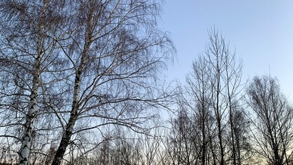 Early sunset in cold weather, winter blue sky with lifeless trees and dry branches