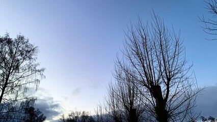 Early sunset in cold weather, winter blue sky with lifeless trees and dry branches
