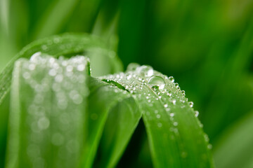 A closeup of water drops on green leaf after raindrops